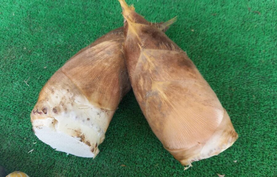 道の駅とみざわ近くのたけのこ