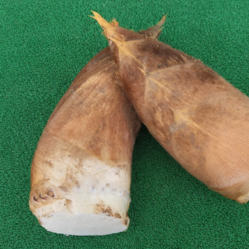 南部町、身延町の筍