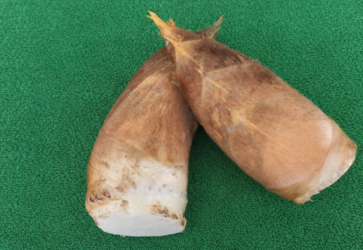 南部町、身延町の筍