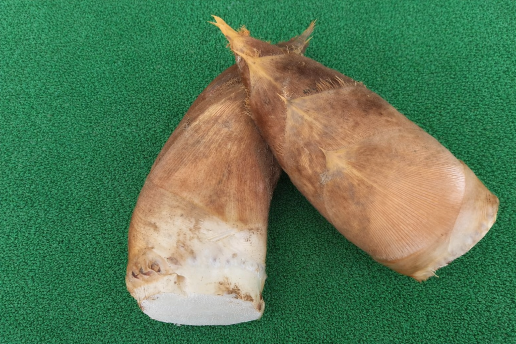 南部町、身延町の筍