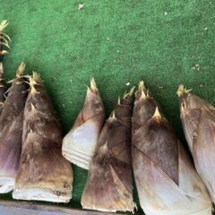 南部町富沢産のたけのこ