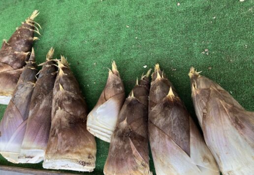 南部町富沢産のたけのこ