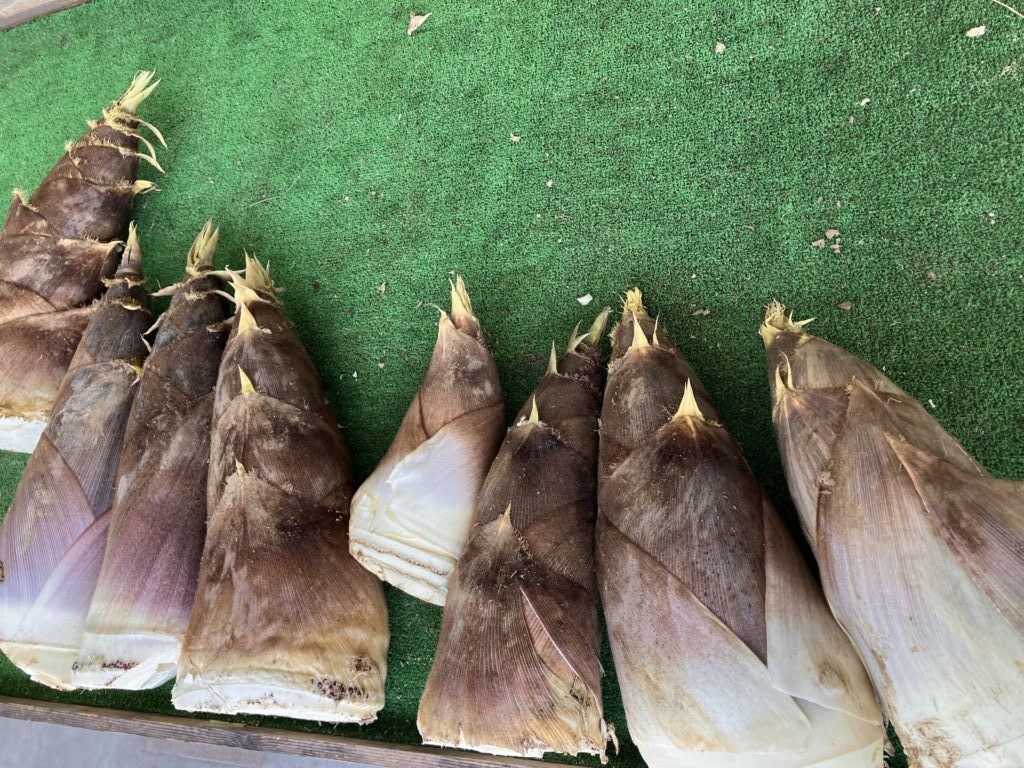 南部町富沢産のたけのこ